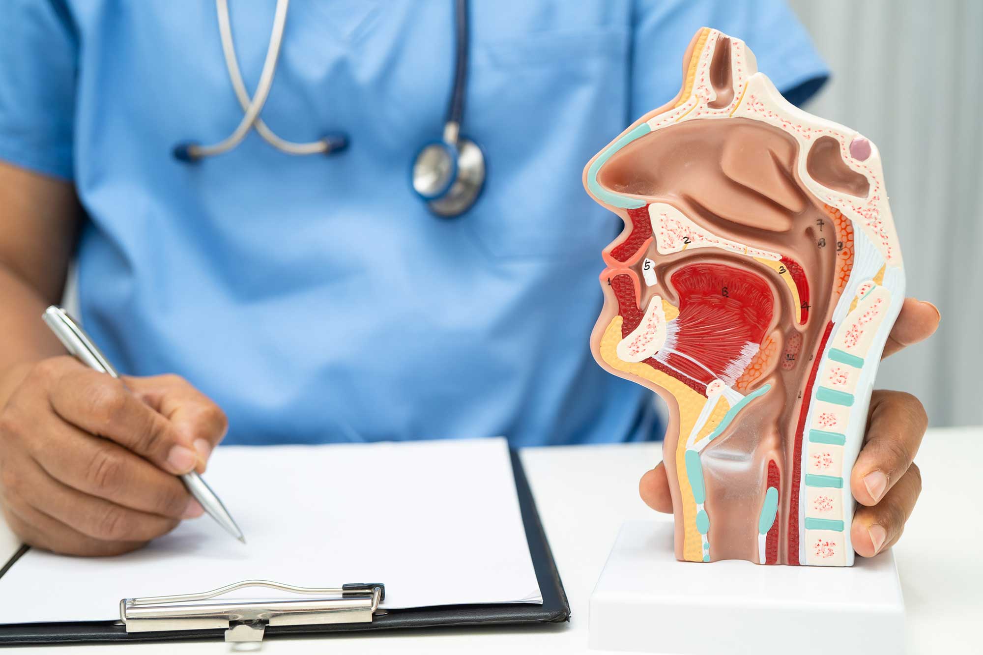 head/throat anatomical model